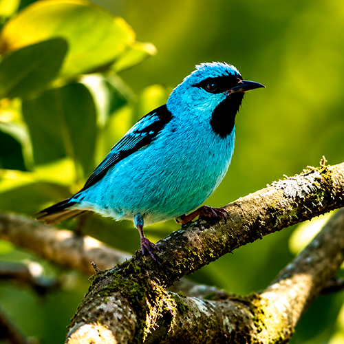 bird3